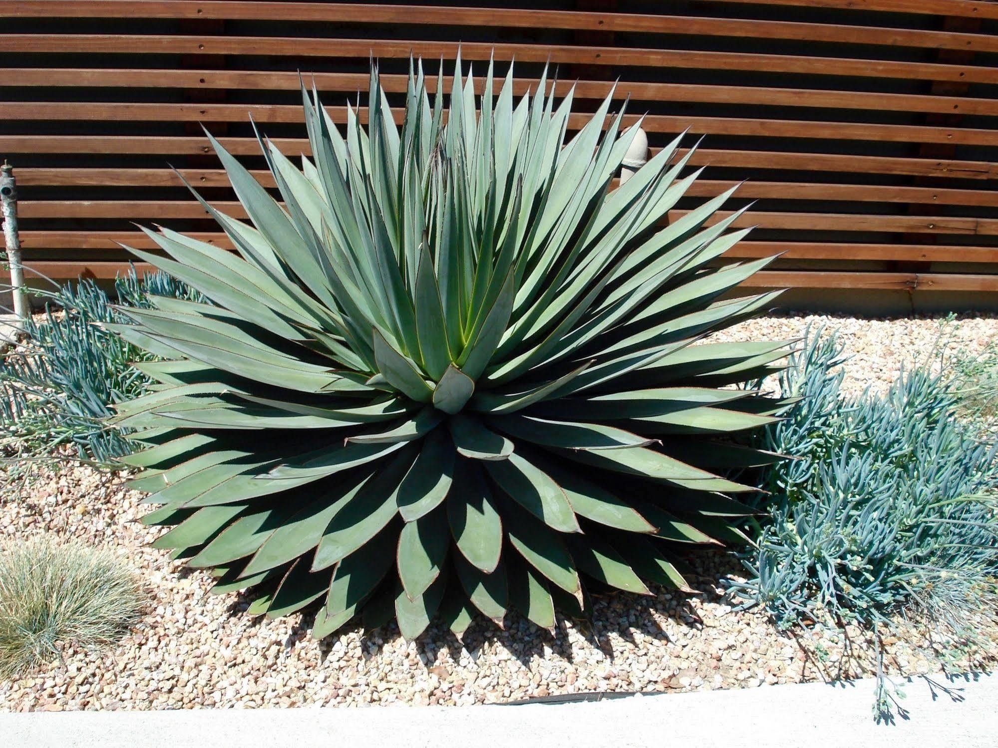 Agave Inn Santa Bárbara Exterior foto